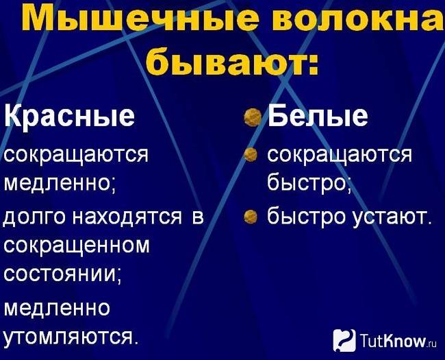 Типы мышечных волокон — чем быстрые отличаются от медленных?
