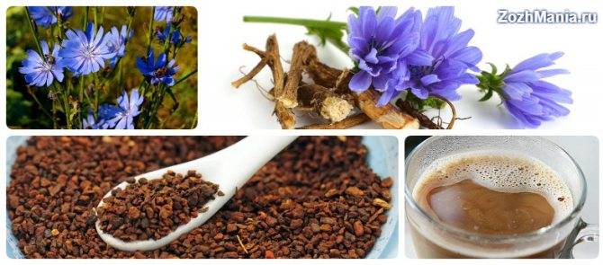 Что полезнее и лучше для организма цикорий или чай | польза и вред