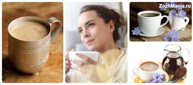 Полезные свойства цикория и способы его приготовления