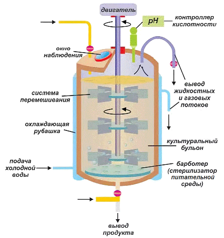 Хванчкара вино: обзор + как выбрать