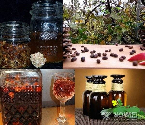 Настойка на кедровых орешках на самогоне, водке, спирту – рецепты. чем полезны кедровые орехи?