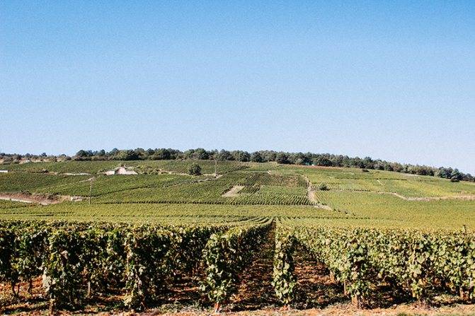 Соаве вино: история, обзор и классификация напитков