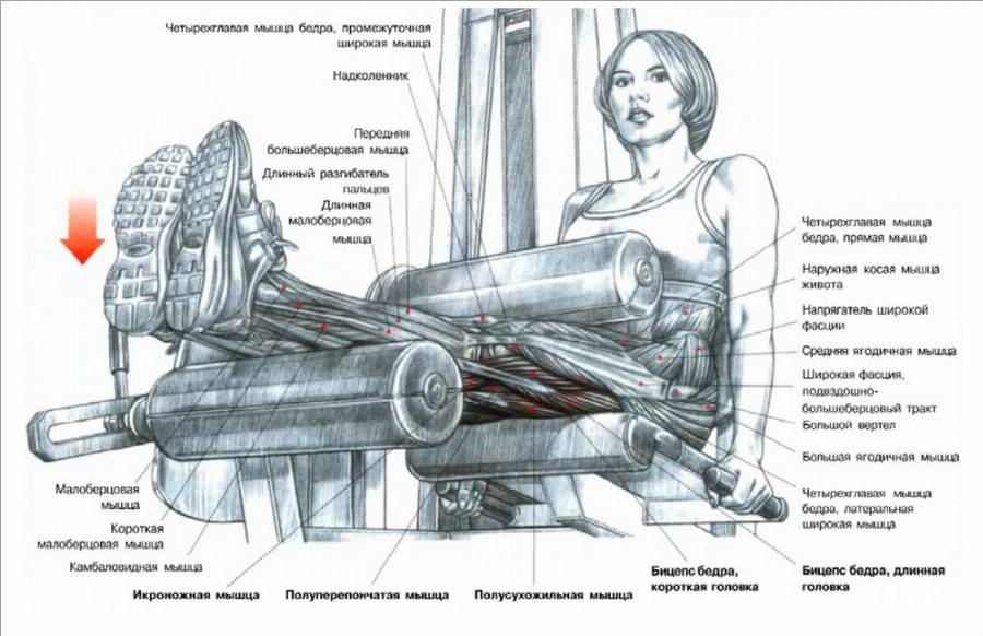 Сведение ног в тренажёре