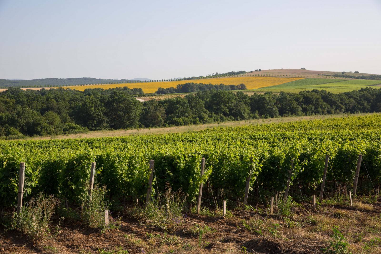 Аппелласьон (виноделие) — википедия. что такое аппелласьон (виноделие)