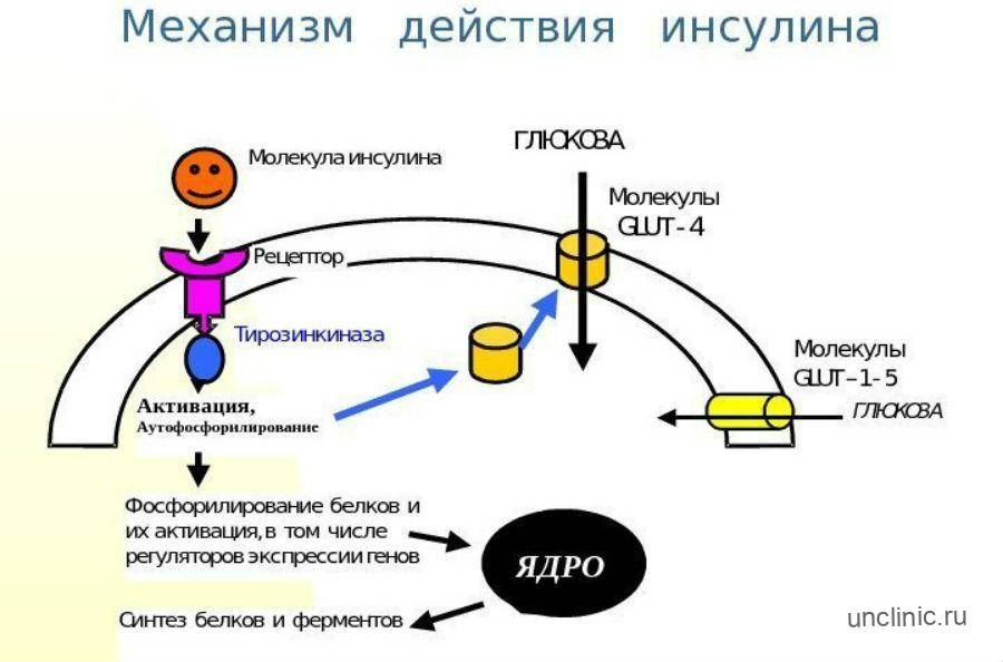 Инсулин для набора массы и силы — sportwiki энциклопедия