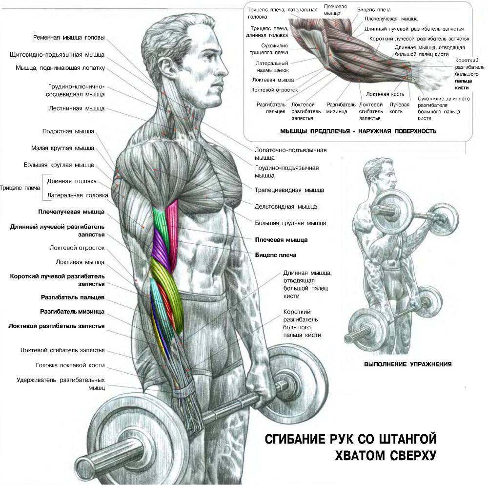 Подъем штанги на бицепс обратным хватом