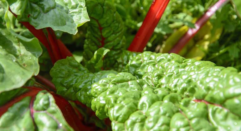 Мангольд: полезные свойства и противопоказания