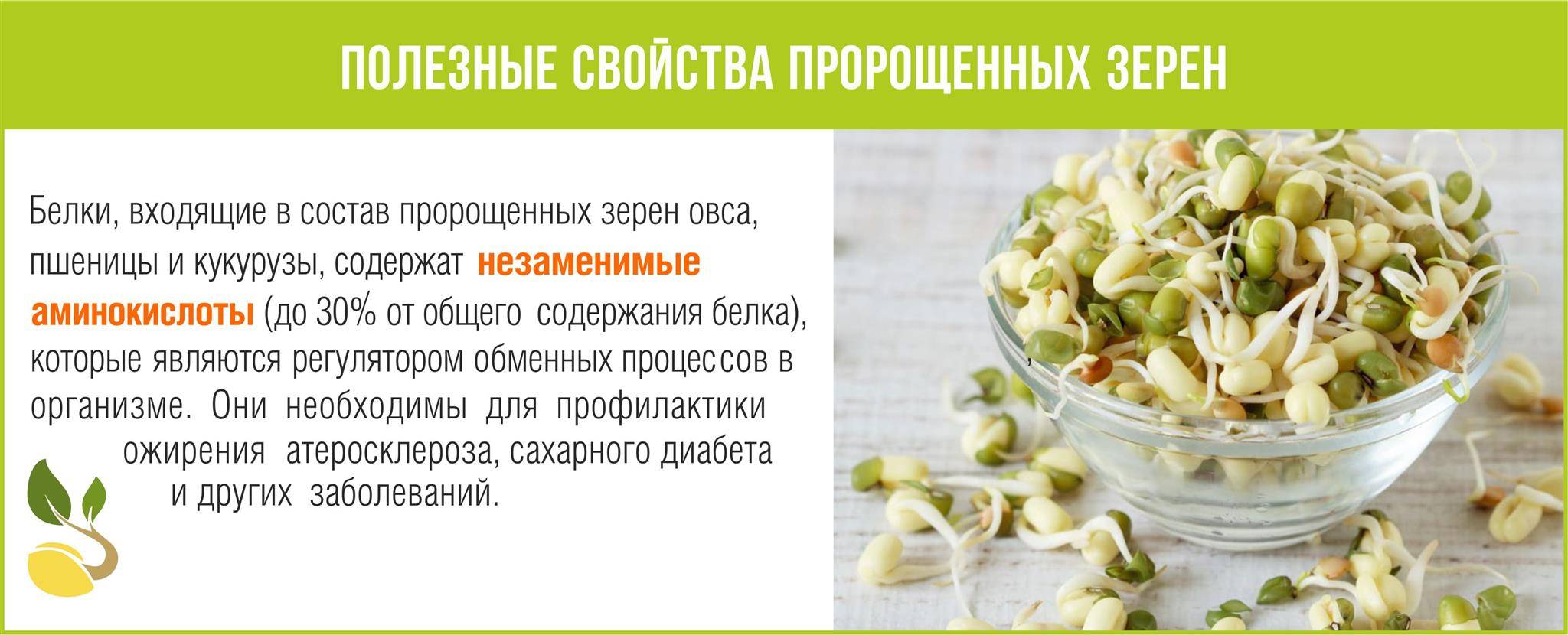 Пророщенная пшеница: польза и вред, советы врачей, блюда