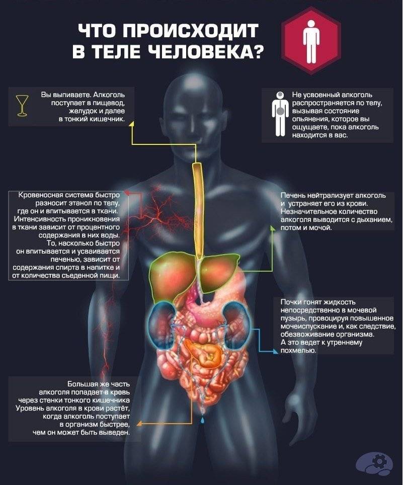 Коньяк расширяет или сужает сосуды: как он действует на головной мозг и что делает с просветом артерий?