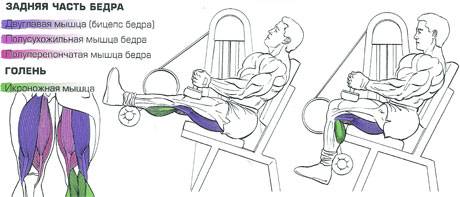 Подъем на носки сидя: техника выполнения, какие мышцы работают