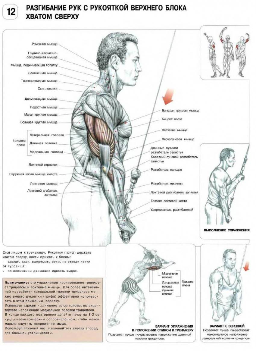 Как накачать бицепс и плечи: эффективная программа тренировок