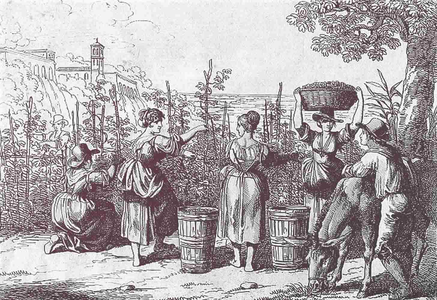 Вино из алычи: 3 рецепта в домашних условиях