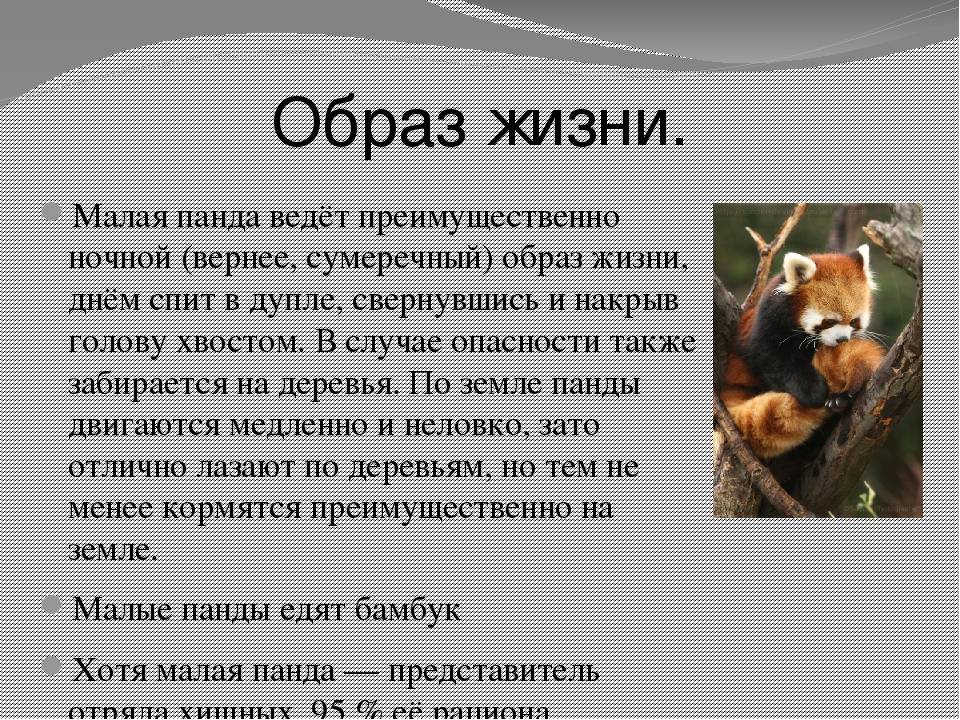 Красная панда описание животного красная книга. Красная Панда доклад. Малая Панда доклад. Рассказ о красной панде. Малая красная Панда из красной книги доклад.