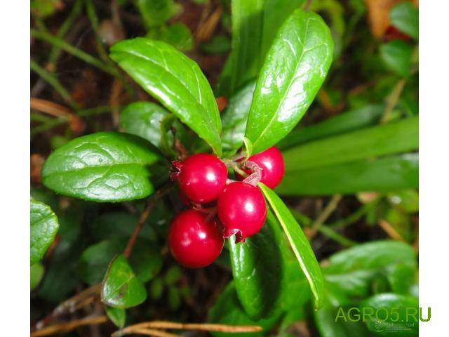 Брусника: 22 полезных и 4 вредных свойства