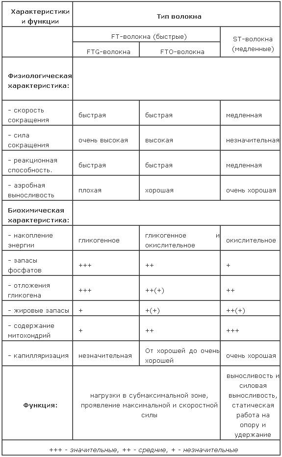 Типы мышечных волокон и правила их тренировки