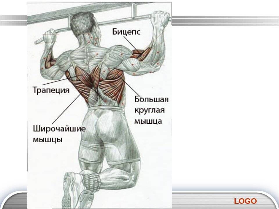 Мышцы работающие при подтягивании на турнике. Австралийские подтягивания мышцы.