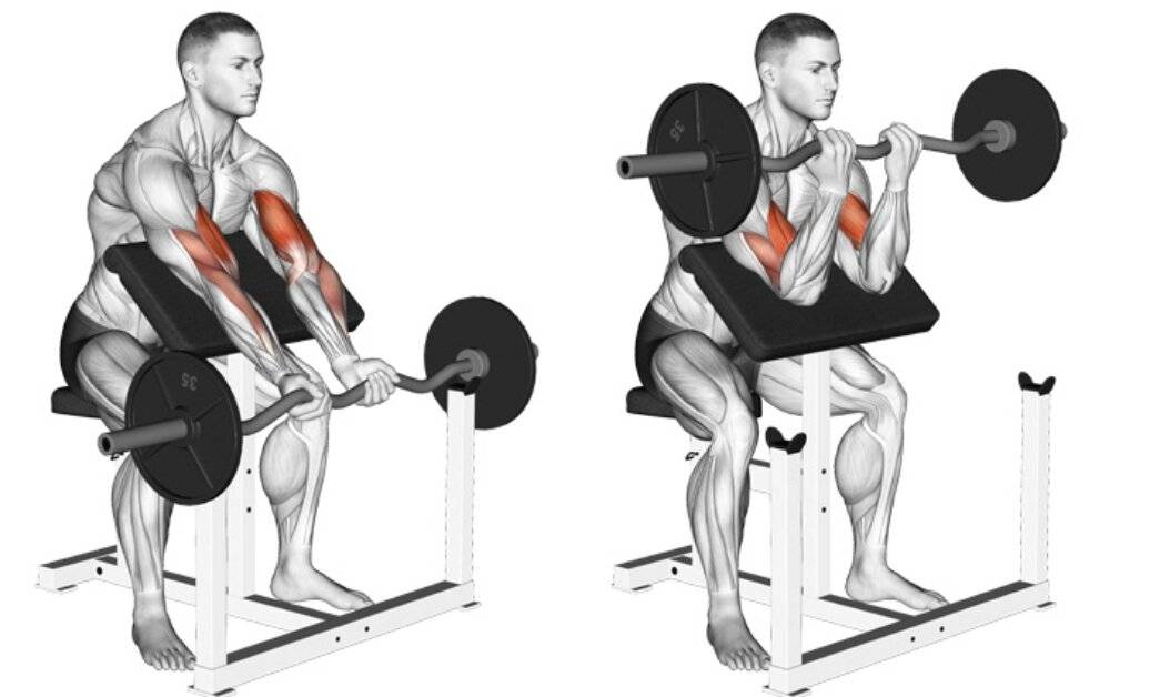 Сгибания рук на скамье скотта: техника выполнения, вариации упражнения