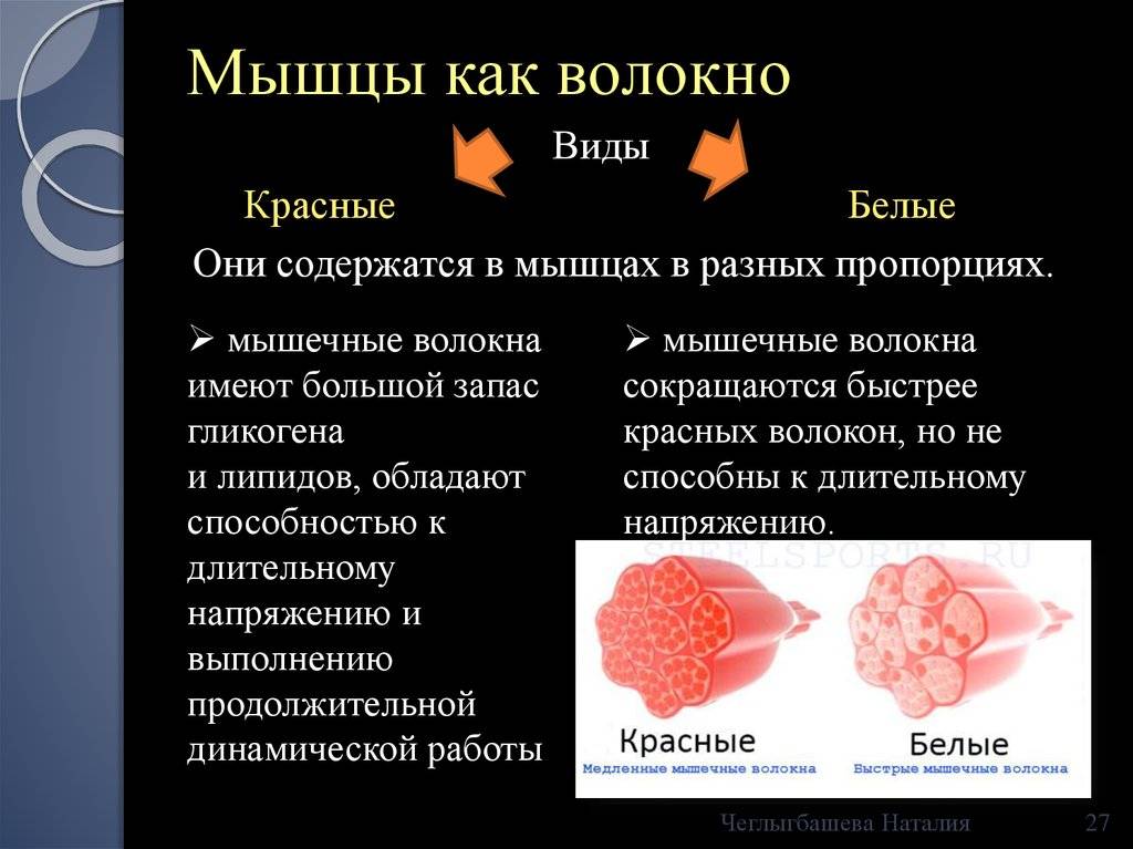 Типы мышечных волокон