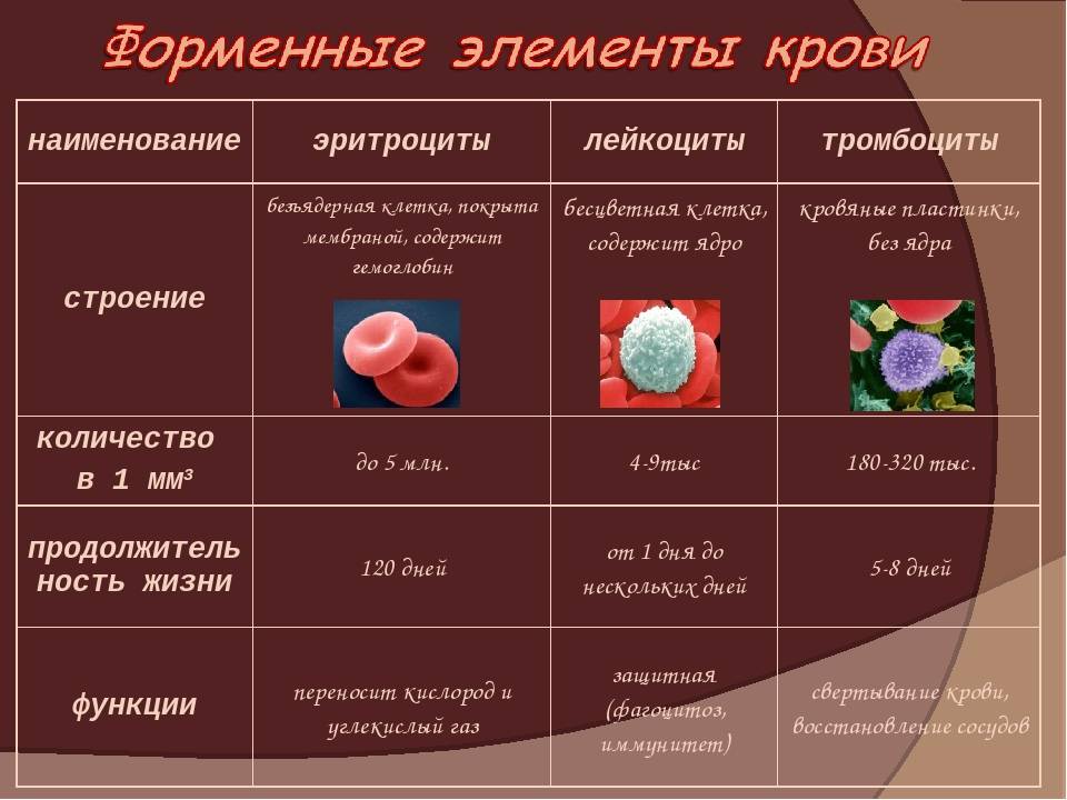 Развитие клеток крови презентация