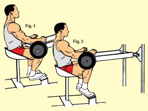 Подъем на носки стоя и сидя для икр: техника с гантелями, со штангой, в тренажере и в смите