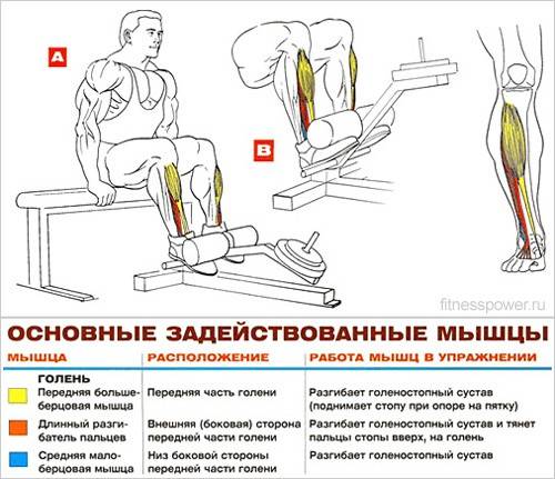 Подъем на носки сидя