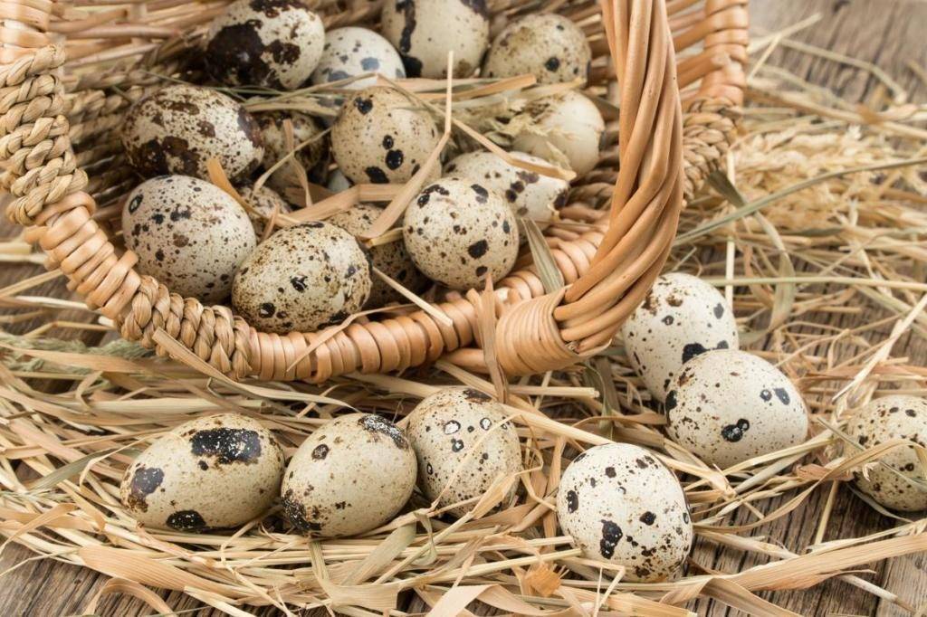 Перепелиные яйца - польза и вред