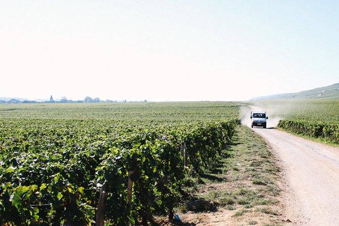 Виски crown royal: что нужно знать + коллекция и как пить