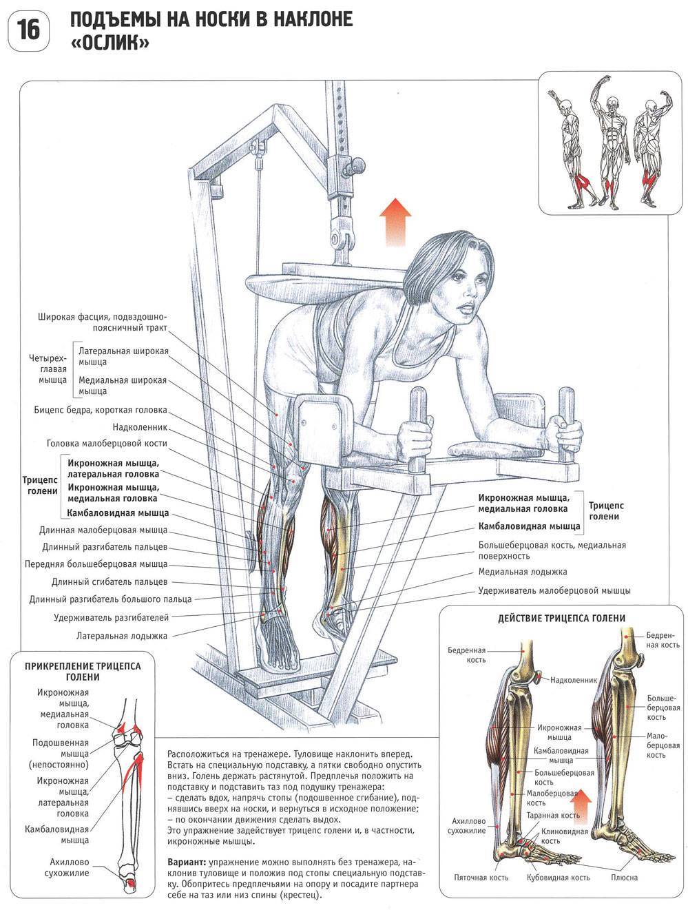 Подъем на носки: варианты стоя и сидя, особенности техники, польза упражнения