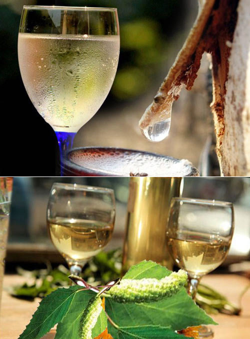 Делаем вино из березового сока в домашних условиях