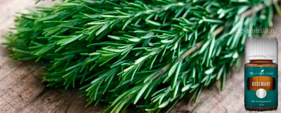 11 продуктов для улучшения памяти и работы мозга