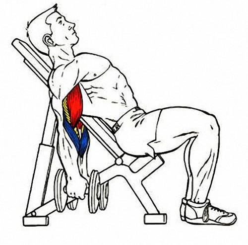 Самые эффективные упражнения на бицепс, как их правильно делать?