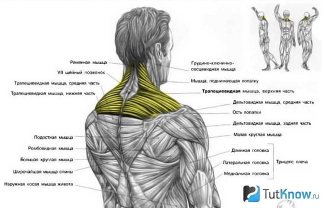 Трапеция упражнения. Упражнения на трапециевидную мышцу. Трапеция мышца упражнения. Трапециевидная мышца спины упражнения. Упражнение на трапецию название.