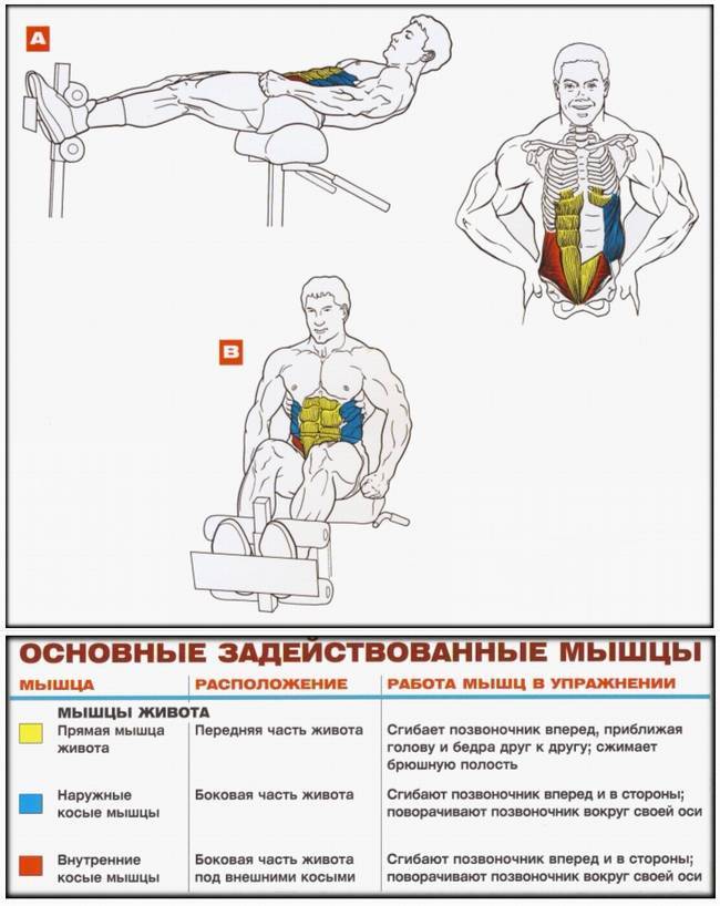 Пресс мышцы упражнения. Прокачать мышцы пресса. Упражнения для накачивания мышц. Упражнения для мышц живота. Базовые упражнения на пресс.