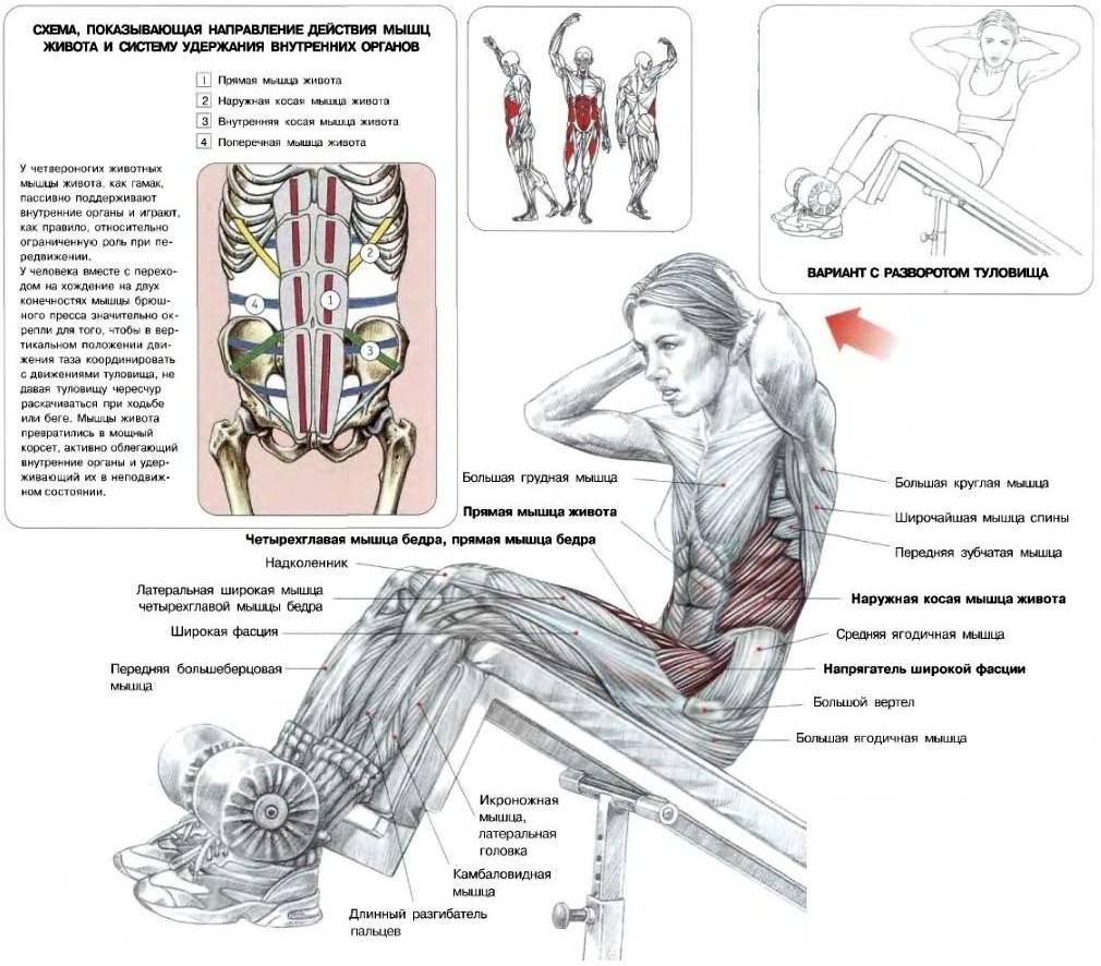 Статическое упражнение на мышцы живота и спины. Упражнения для пресса скручивание техника выполнения. Мышцы пресса упражнения схема. Упражнения для пресса описание мышц. Скручивание на мышцы брюшного пресса.