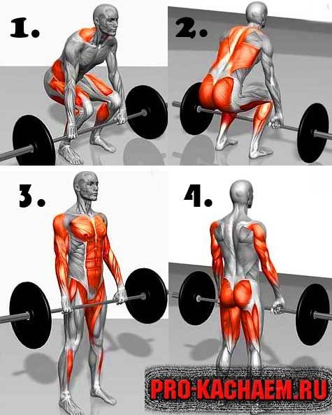 Становая тяга сумо ☛ какие мышцы задействует, чем отличается от классической