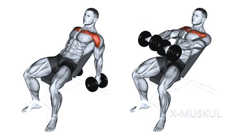 Жим гантелей стоя или сидя над головой: какие мышцы работают и какой вариант лучше