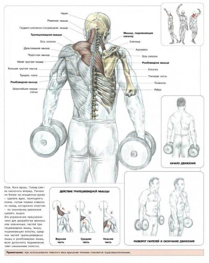 Выпады с гантелями: техника выполнения, какие мышцы работают