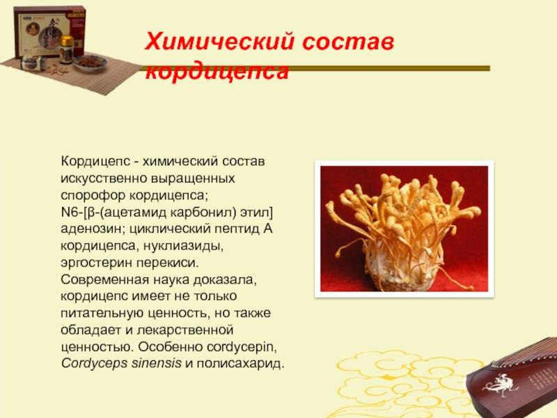 Кордицепс – самый необычный гриб, дарящий здоровье и долголетие. показания к применению, уникальные свойства