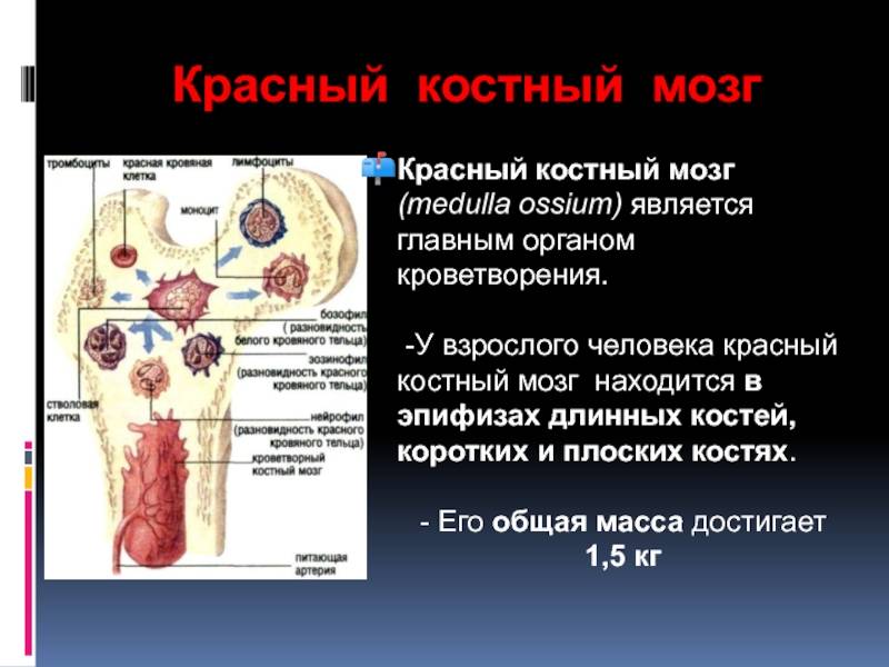 Печени и костного мозга. Красный костный мозг функции расположение. Красный костный мозг топография. Красный костный мозг анатомические образования. Функция красного костного мозга в анатомии.