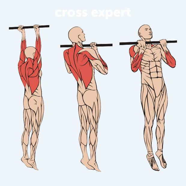 Подтягивания узким хватом (обратным, параллельным, прямым) на турнике: какие мышцы работают, техника выполнения