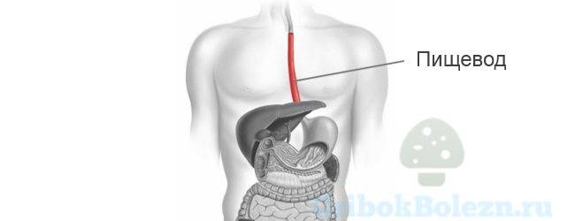 Полезные продукты: какие продукты питания самые полезные для здоровья организма?