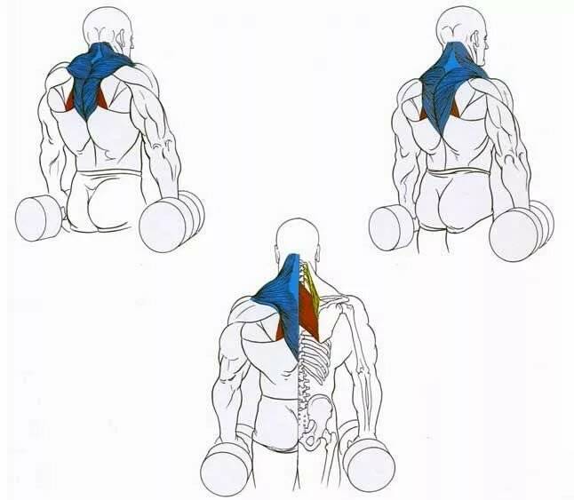 Шраги с гантелями стоя или сидя: техника выполнения в деталях