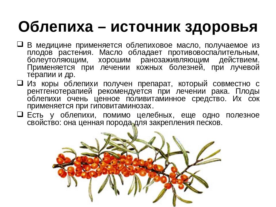 8 лечебных свойств облепихи. приготовление масла
