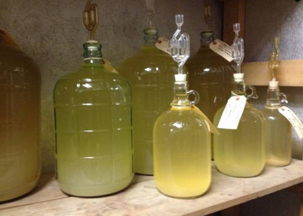 Рецепты вин из черной бузины – простые и не очень