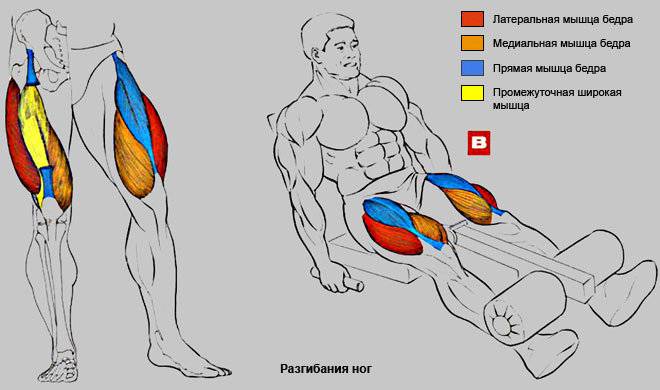 Разгибания ног в тренажере: техника, фото и видео