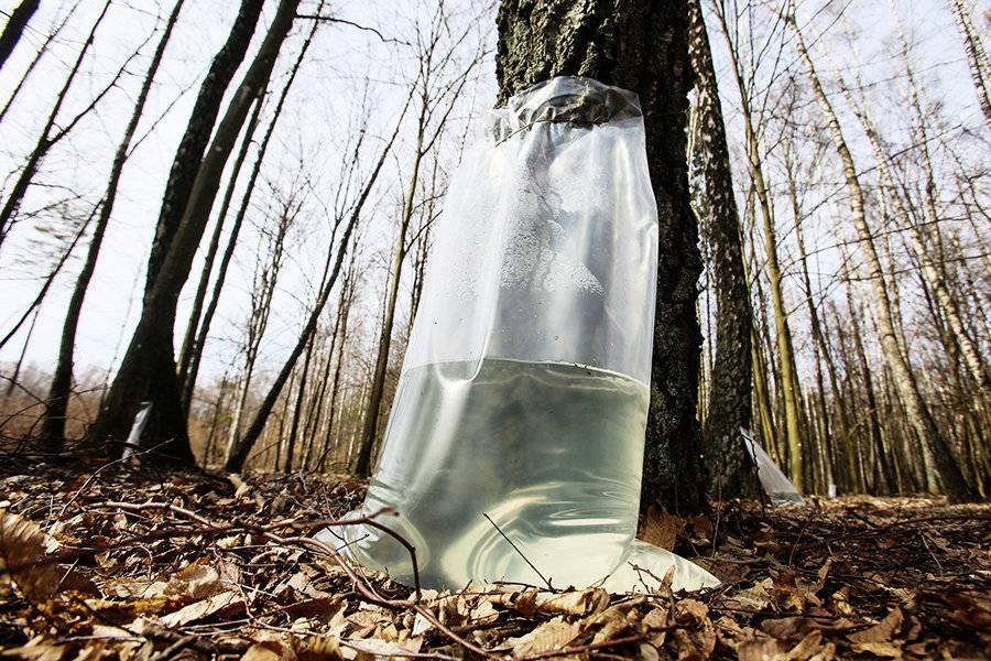 Кленовый сок: польза и вред. малоизвестное природное лекарство - лечебные свойства сока клена - lechilka.com