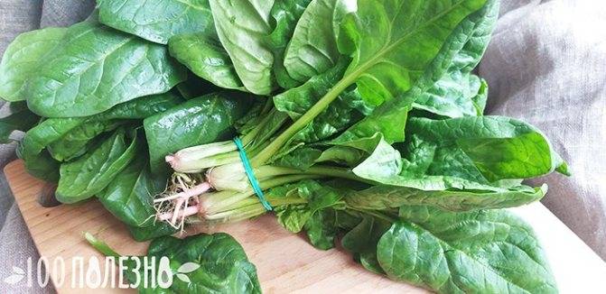 Польза и вред шпината для здоровья мужчин, свойства растения, противопоказания к применению, а также рецепты блюд с этой травой