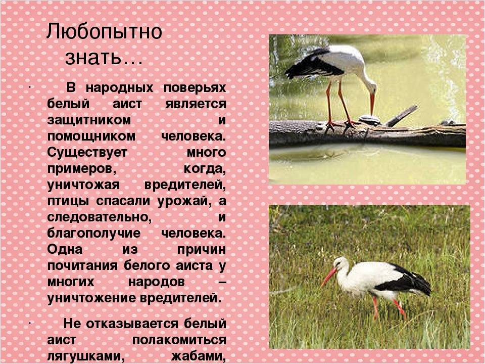 Составьте и запишите план текста из трех пунктов аист у многих народов считается птицей