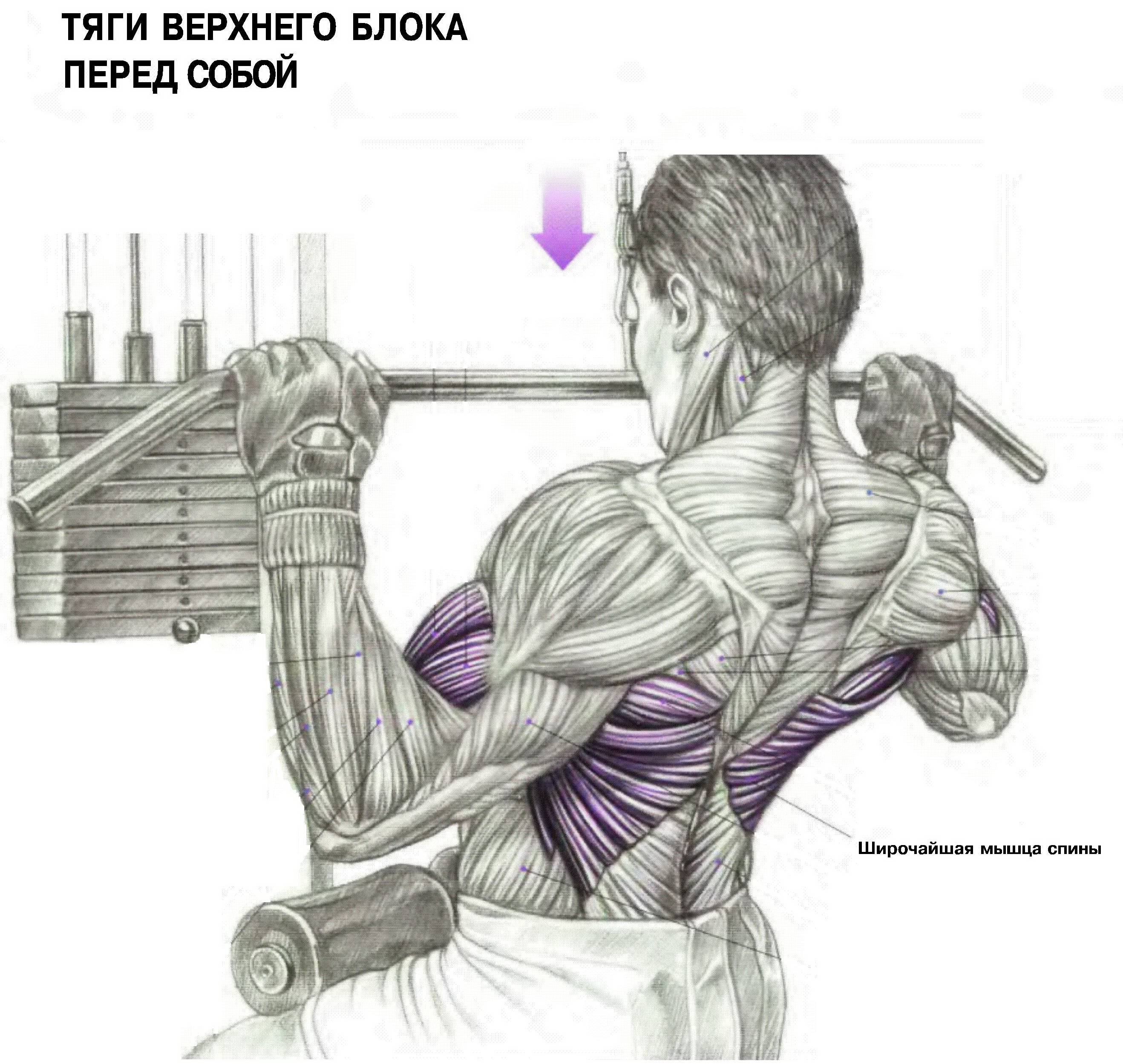 тренировка груди и спины для мужчин фото 74