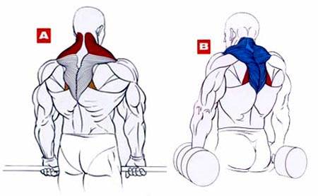 Шраги со штангой: техника выполнения упражнения (стоя, за спиной, перед собой)